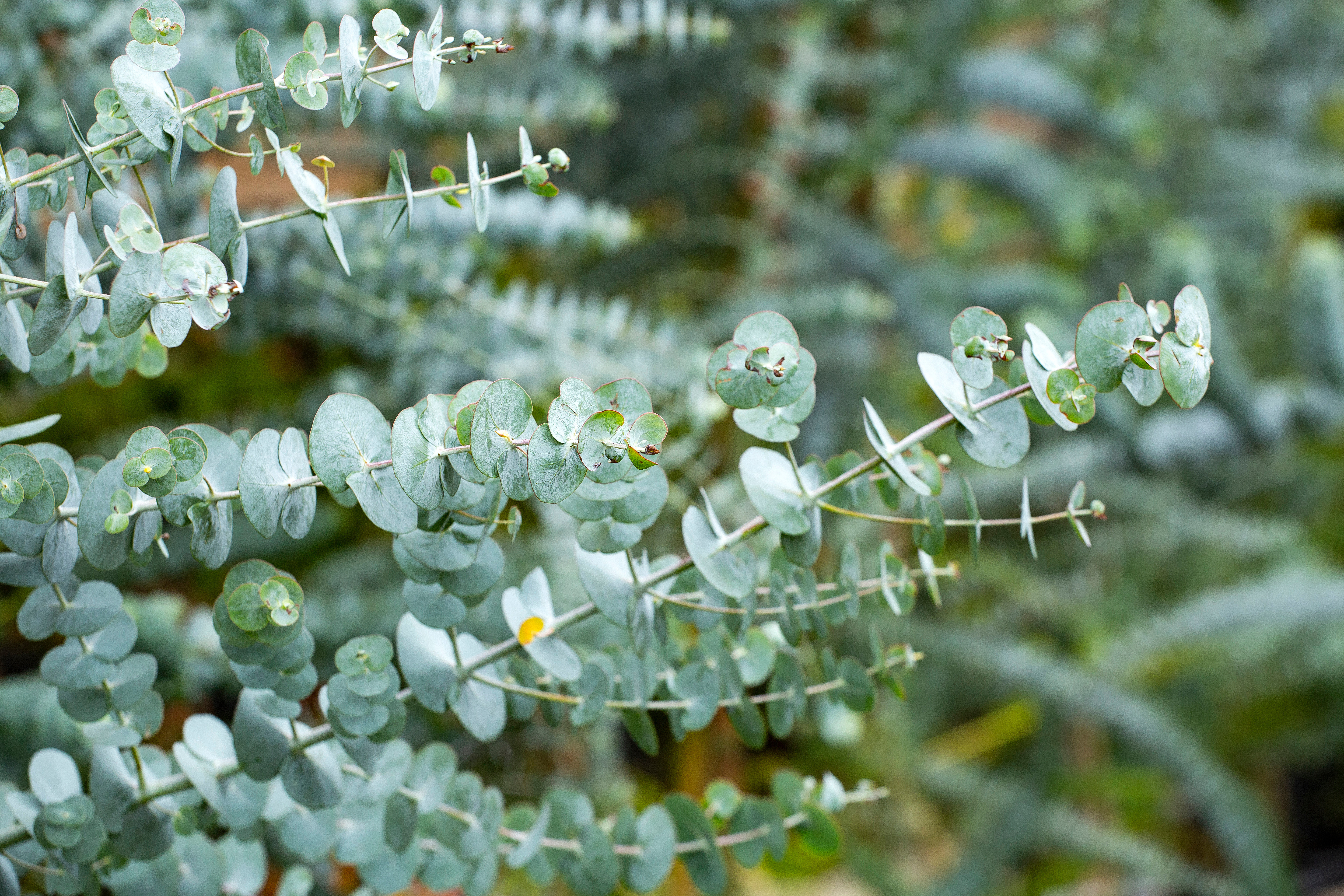 Grüne Eucalyptus-Blätter