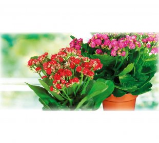 Kalanchoe