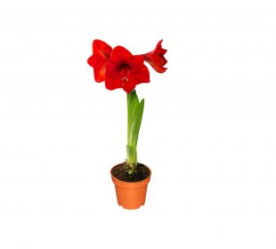 Amaryllis