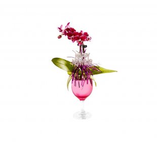 Orchidee im Sektglas