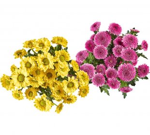 Chrysanthemen Santini