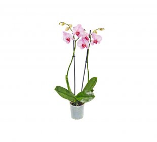 Orchidee