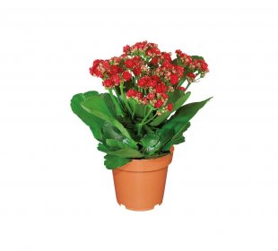 Kalanchoe